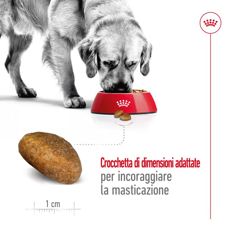 Royal Canin Dog Maxi Adult 4 kg