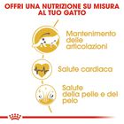 Royal Canin Cat Adult Maine Coon 2 kg