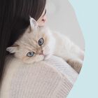 Gimcat Nutri Dental Bites per gatti Erba gatta 40 gr