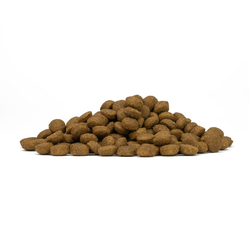 Forza 10 Active Vet Diet Dog Mini&Toy Intestinal Colon Fase 2 1,5 kg