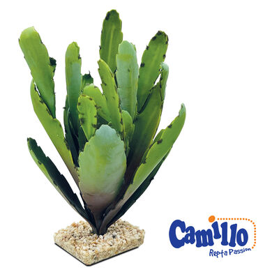 Camillo Repta Passion Pianta Terra Cactus 31 cm