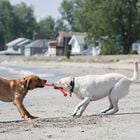 Kong Bastone SafeStix per cani S 30 cm
