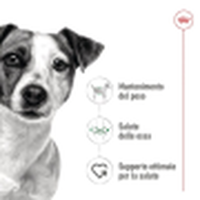 Royal Canin Dog Mini Adult 85 gr