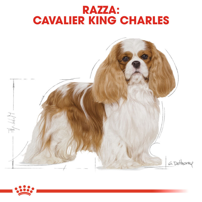 Royal Canin Dog Adult e Senior Cavalier King Charles Spaniel 1,5 kg