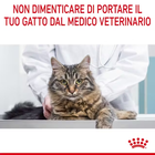 Royal Canin Cat Adult Hairball Care Gravy 85 gr