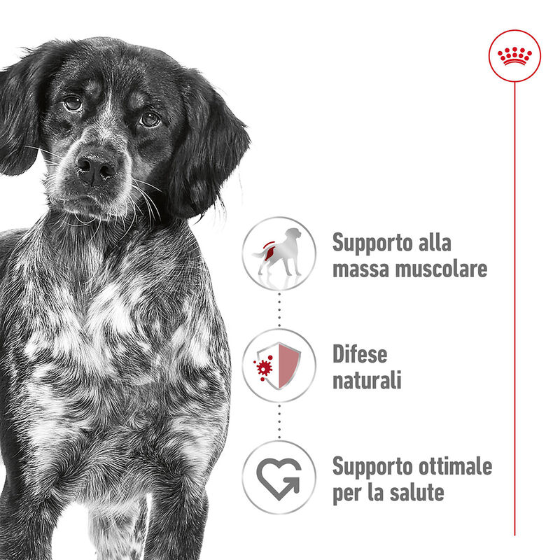 Royal Canin Dog Medium Adult 15 kg+3kg Omaggio