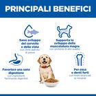 Hill's Science Plan Dog Puppy Large al Pollo 14,5 kg