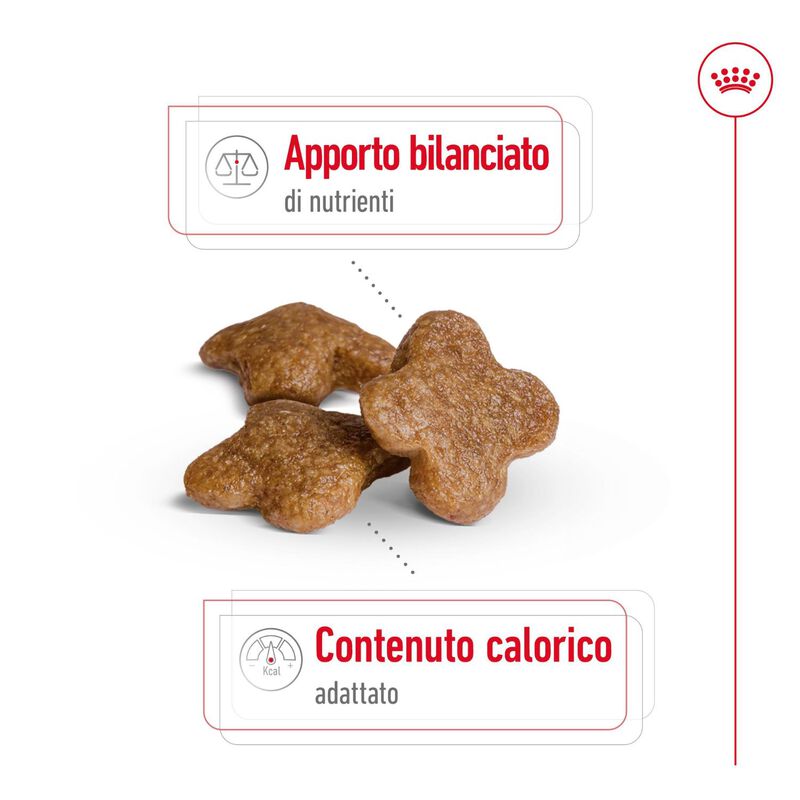 Royal Canin Dog Mini Adult +8, 8kg Royal Canin Dog Mini Adult +8, 8kg