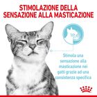 Royal Canin Cat Adult Sensory Feel Jelly 85 gr Royal Canin Cat Adult Sensory Feel Jelly 85 gr