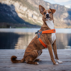 Coralpina Pettorina Cinquetorri nero Tg 7