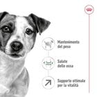 Royal Canin Dog Mini Adult +8, 8kg Royal Canin Dog Mini Adult +8, 8kg