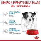 Royal Canin Dog Mini Puppy 4 kg