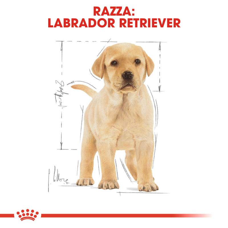 Royal Canin Dog Puppy Labrador Retriver 12 kg