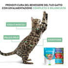 Schesir Cat Adult Tonnetto jelly 140gr