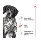 Royal Canin Dog Medium Ageing 410 gr