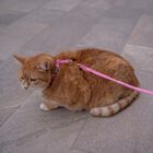 Coralpina Parure per gatti Rosa