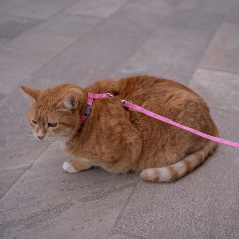 Coralpina Parure per gatti Rosa