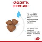 Royal Canin Dog Mini Starter 1 kg