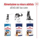Royal Canin Dog Maxi Adult 140 gr