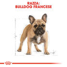 Royal Canin Dog Adult e Senior Bulldog  Francese 1,5 kg