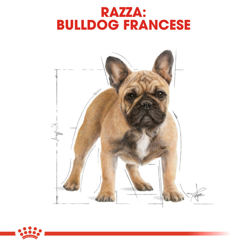 Royal Canin Dog Adult e Senior Bulldog  Francese 1,5 kg