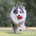 Kong Classic Gioco da mordere per cani XS Rosso