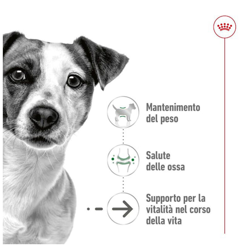 Royal Canin Dog Mini Senior +12 anni 1,5 kg