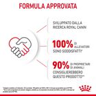 Royal Canin Cat Kitten 2 kg