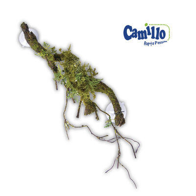 Camillo Repta Passion Liana con muschio 48 cm