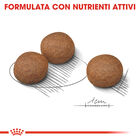 Royal Canin Dog Adult e Senior Medium Digestive Care 3 kg