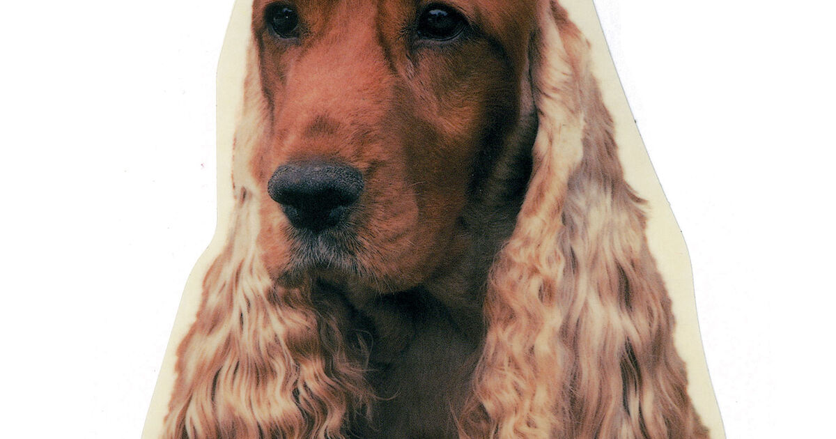 Cuccioli di Razza cocker spaniel con pedigree - L'Aquila