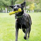 Kong Reflex Stick per cani Giallo 1 pz
