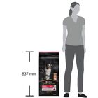 Purina Pro Plan Dog Adult Medium Sensitive Skin Salmone 14 kg