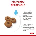 Royal Canin Maxi Starter Mother&Babydog 4 Kg