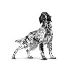 Royal Canin Veterinary Diet Dog Hepatic 1,5 kg