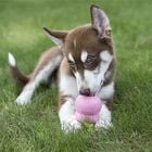 Kong Puppy Treat Snack cremoso per cuccioli 226 gr