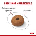 Royal Canin Dog Adult Maxi Light Weight Care 12 kg Royal Canin Dog Adult Maxi Light Weight Care 12 kg