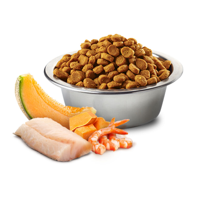 Farmina N&D Ocean Cat Kitten Merluzzo, Gamberetto, Zucca e Melone cantalupo 300 gr