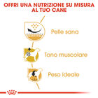 Royal Canin Dog Adult e Senior Carlino 1,5 kg