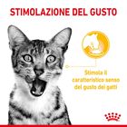 Royal Canin Cat Adult Sensory Taste Jelly 85 gr