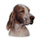 Camon Vetrofanie english setter image number 0