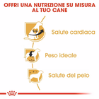 Royal Canin Dog Adult e Senior Cavalier King Charles Spaniel 1,5 kg