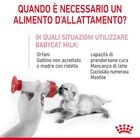 Royal Canin BabyCat Kitten Milk 300 gr - Scad. Gennaio 26