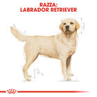 Royal Canin Dog Adult e Senior Labrador Retriver 3 kg