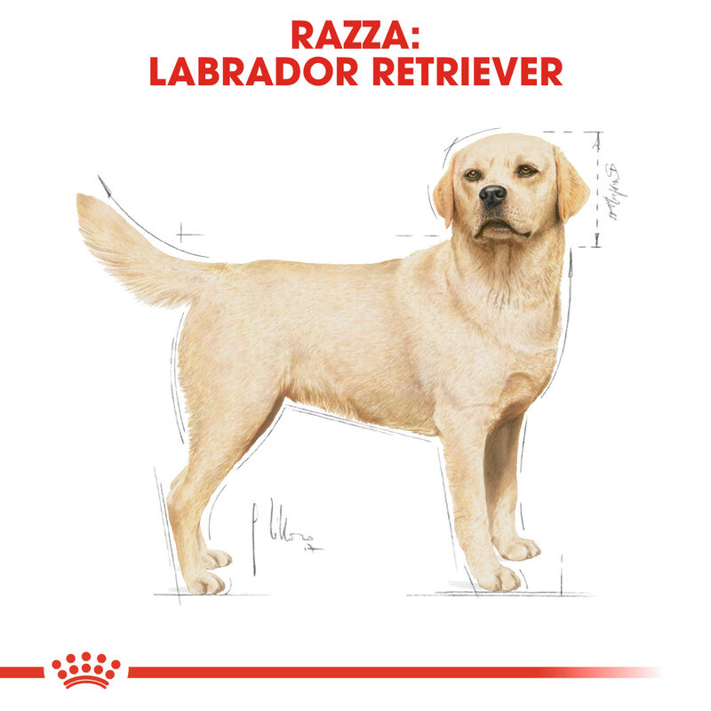 Royal Canin Dog Adult e Senior Labrador Retriver 3 kg