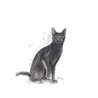 Royal Canin Cat Adult Sterilised 37 10 kg