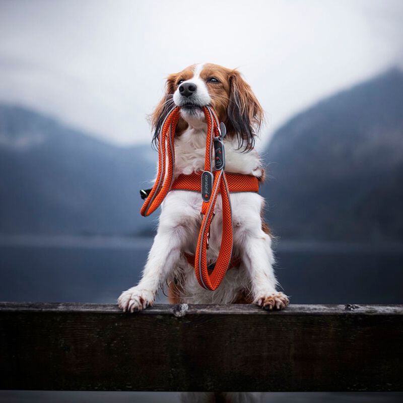 Coralpina Pettorina Cinquetorri Rossa Tg 6