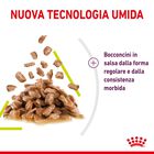 Royal Canin Cat Adult Sensory Smell Salsa 85 gr Royal Canin Cat Adult Sensory Smell Salsa 85 gr