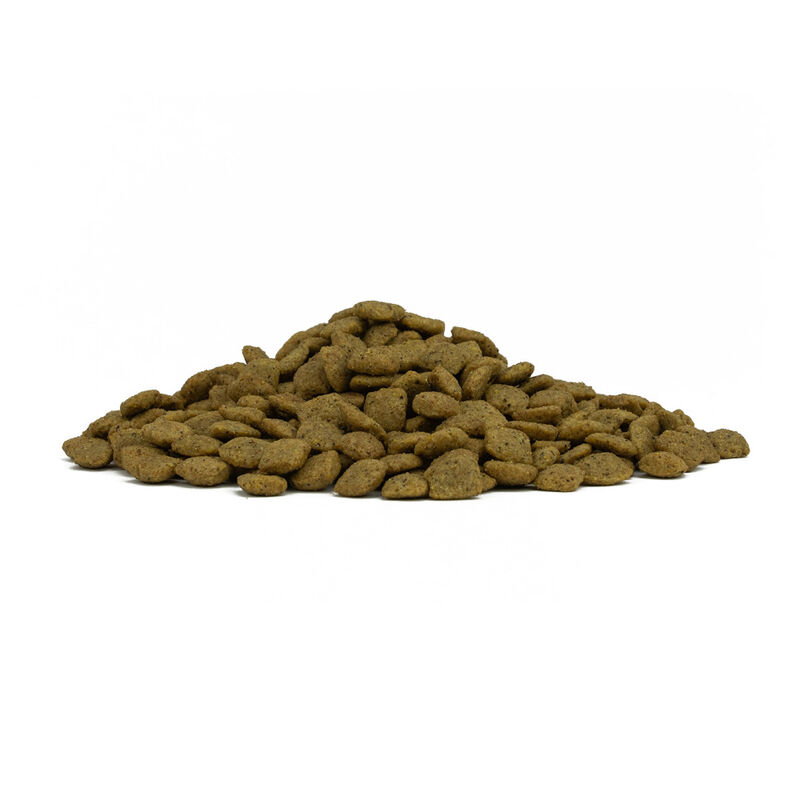 Forza10 Active Vet Diet Dog Adult Intestinal Colon Fase 1 Agnello e sorgo bianco 10 kg