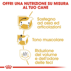 Royal Canin Dog Adult e Senior Bassotto 1,5 kg